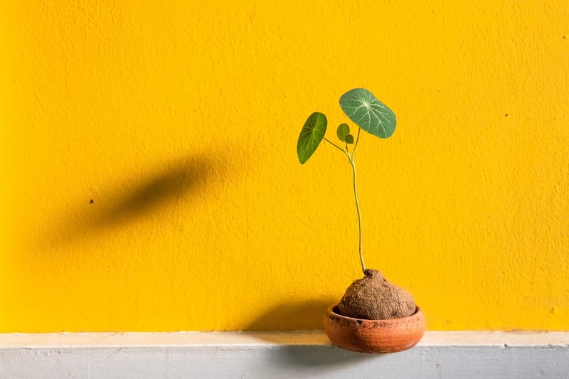 Indoor Wall Planters