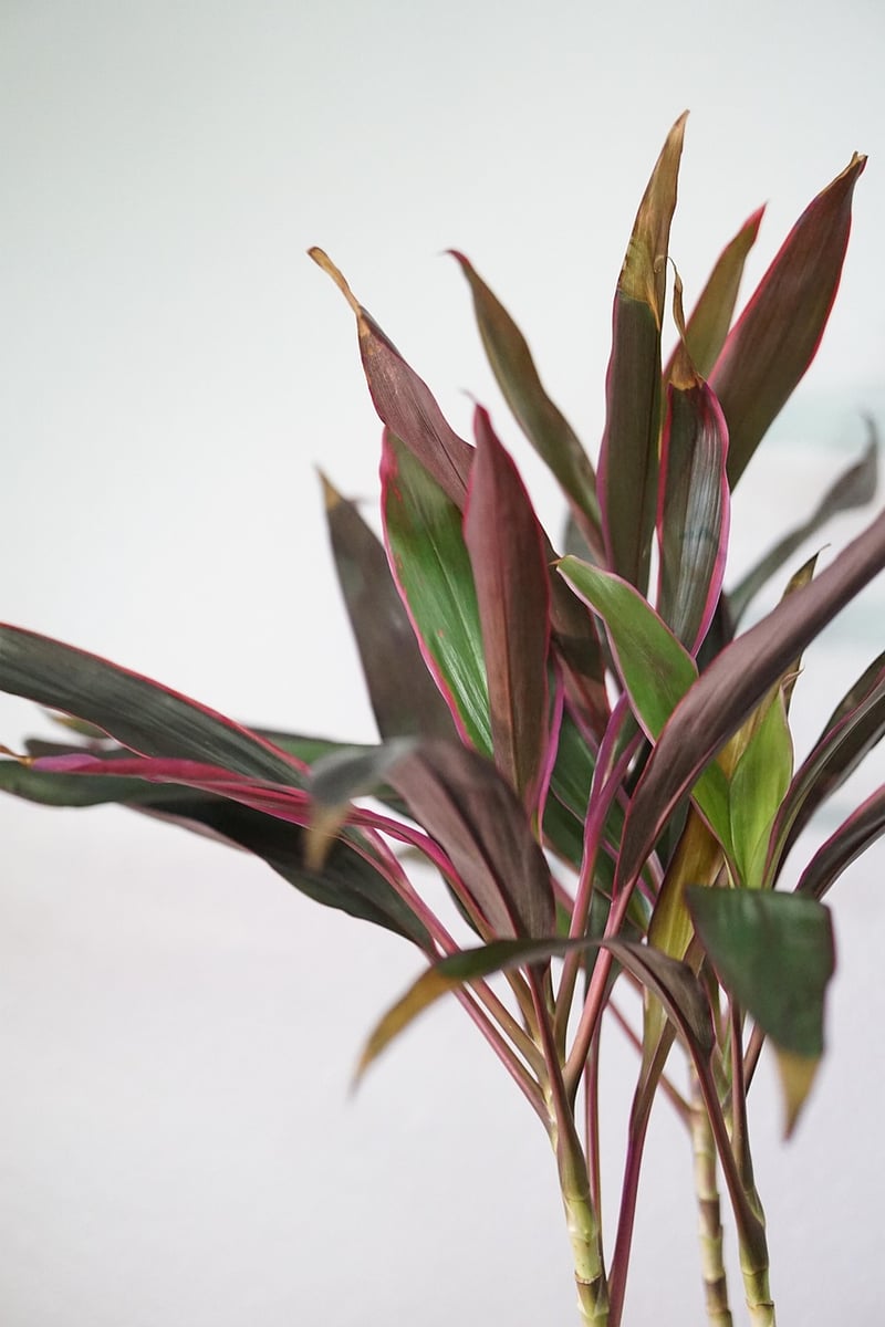 Wall Planters